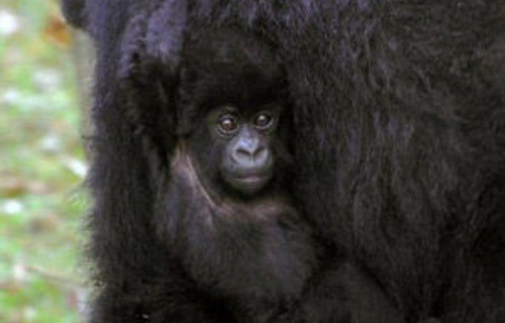 Ape genes show we have gorillas in our midst