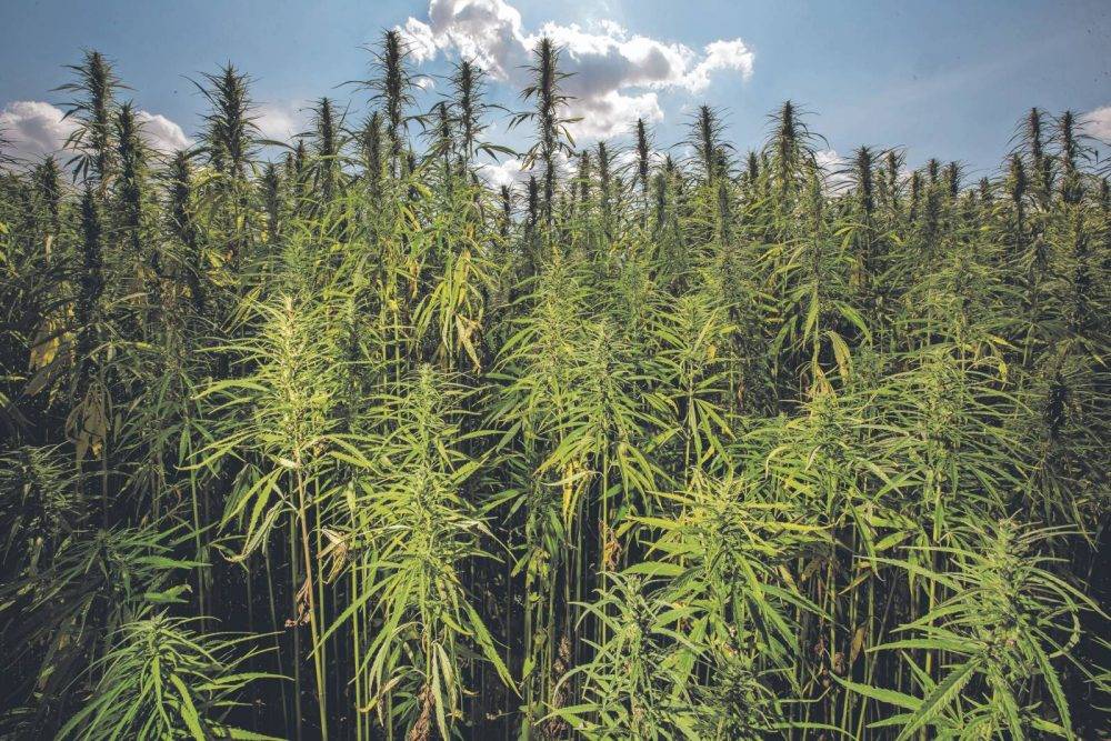 Hemp can play an important role in dealing with climate change and pollution